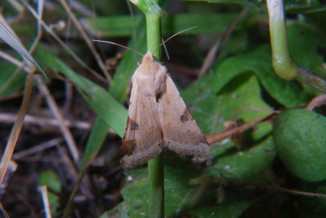 Sconosciuta - Heliothis peltigera